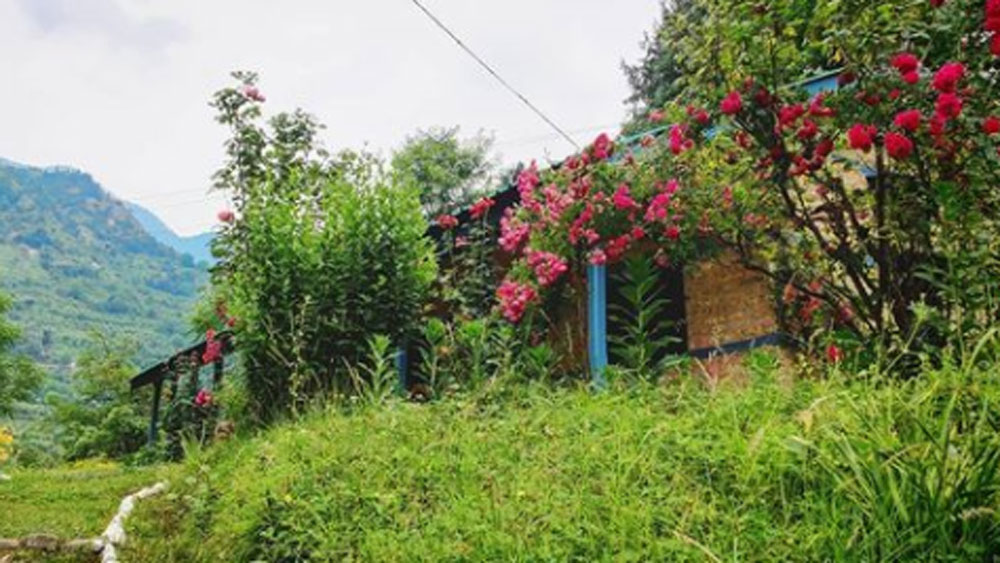 অন্তত ৪০০ প্রজাতির গাছ লাগানো হয় সেখানে। দেবদারু, সিলভার ওক, জাকারান্দা, গোল্ডেন শাওয়ার, গোলাপ, থুজা, সাইকাস, রিবন গাছ, আপেল, পিচ, এপ্রিকট, বেদানা— এ রকম বহু গাছ লাগানো হয়।