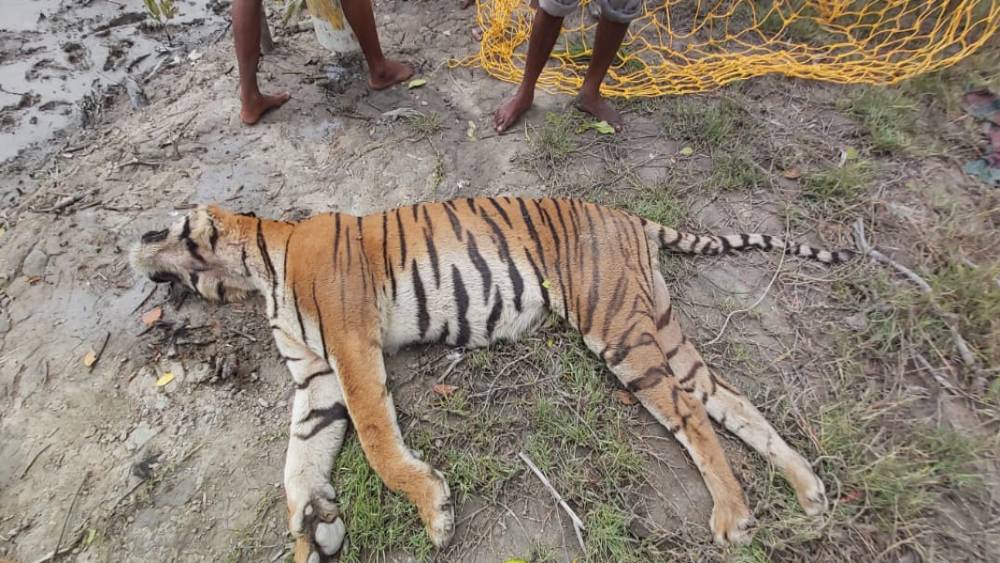 পুকুর পাড়ে পড়ে থাকতে দেখা যায় বাঘটিকে।