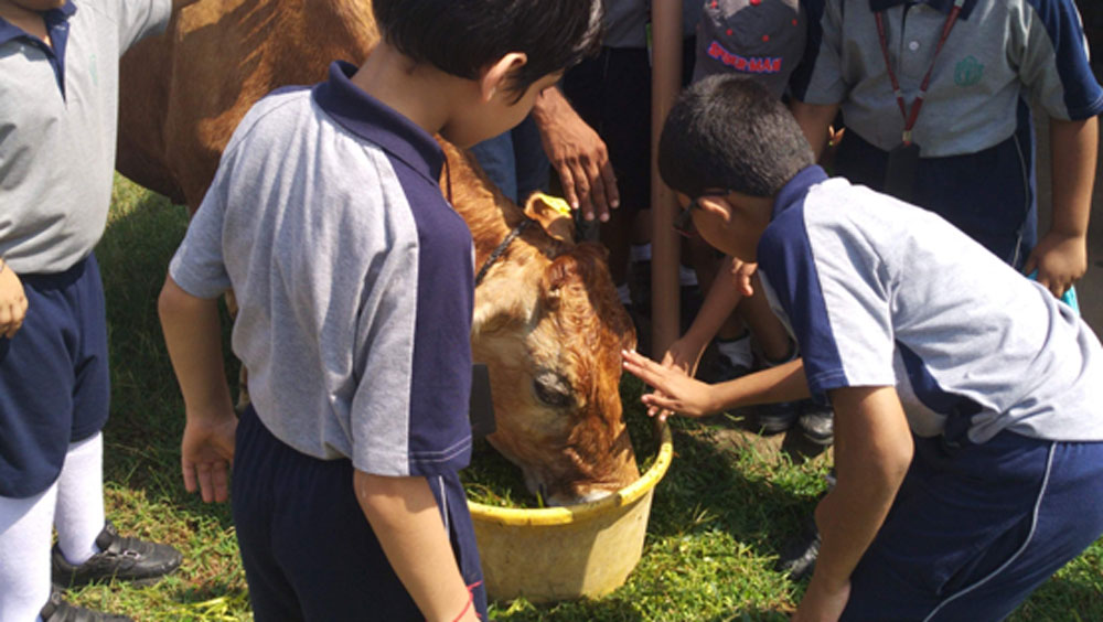 তবে সে সবে পাত্তা দেননি কিশোর। বরং পরিবারকে পাশে নিয়ে সঞ্চিত অর্থে প্রথমে ২০টি গরু কেনেন তিনি। তাঁরা নিজেরাই দুধ দুইয়ে তা বেচতে শুরু করেন।