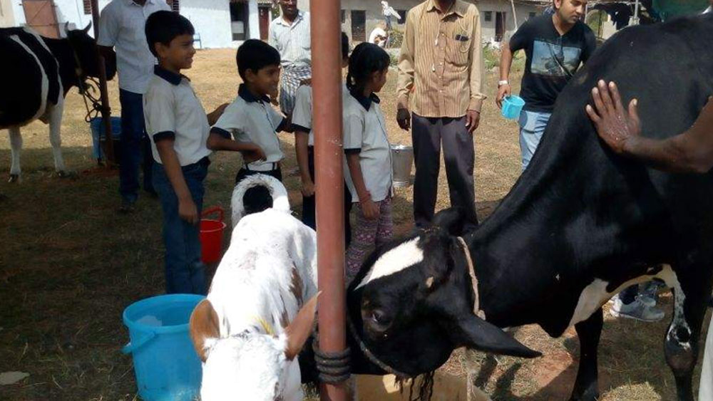 হায়দরাবাদে ফেরার পর একটি বিষয় কিশোরের দৃষ্টি আকর্ষণ করে। সেখানে গরুর খাঁটি দুধের খুব আকাল।