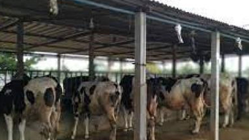 ২০১২ সালে চাকরি ছেড়ে দিয়ে দেশে ফিরে আসেন তিনি। কিশোর তখনও জানতেন না দেশে ফিরে ঠিক কী করতে চলেছেন তিনি।