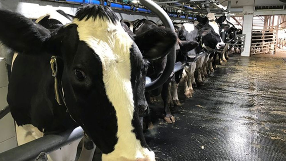 তিনি কিশোর ইন্দুকুরি। আমেরিকার লোভনীয় চাকরি ছেড়ে শেষে কিনা তিনি গরু কিনে দুধ বেচে উপার্জন করছেন! কথাটা শুনতে বড় অদ্ভুত লাগে বৈকি। তা বলে তাঁর দূরদৃষ্টিকে হেলাফেলা করা যাবে না।