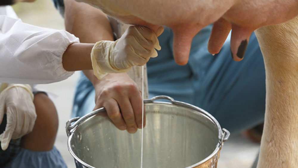 সেই থেকেই দুধের ব্যবসা করার মনস্থির করে ফেলেন তিনি। এক জন বিদেশি ডিগ্রিধারী ইঞ্জিনিয়ার গরু কিনে দুধ বেচবেন তা জানতে পেরে পাড়া-প্রতিবেশীরা ঠাট্টা করতে শুরু করেন।