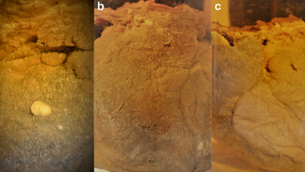 গবেষকেরা আশঙ্কা করছিলেন, দীর্ঘ দিন ধরে এ ভাবে পড়ে থাকার ফলে অ্যালকোহল শুকিয়ে শপ্যাঁর হৃদয় নষ্ট হয়ে যেতে পারে। তাই ২০১৪ সালে স্মৃতিসৌধ ভেঙে সেটি বার করা হয়েছিল। কিন্তু দেখা গিয়েছিল, সেটির কোনও ক্ষতি হয়নি।