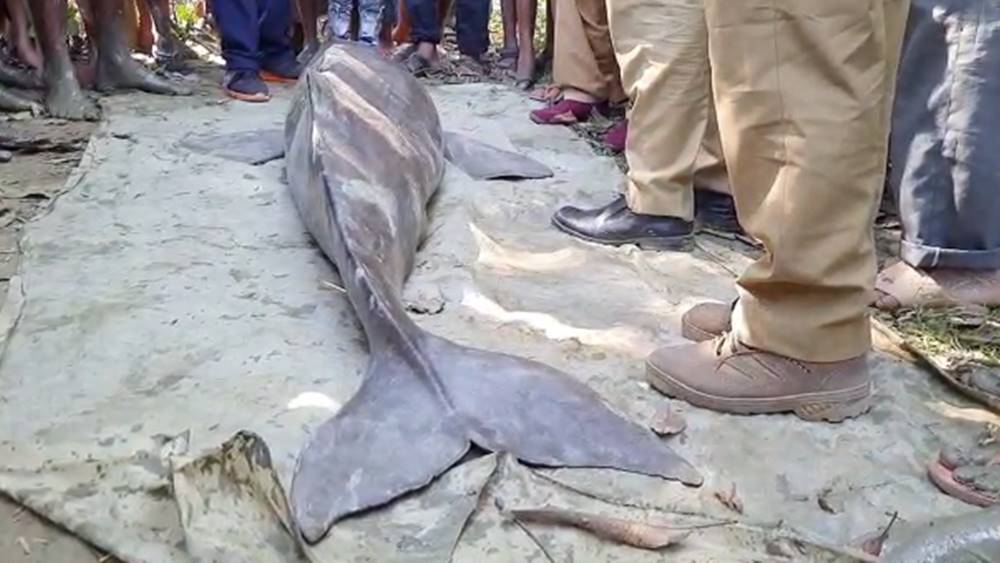 উদ্ধার হওয়া মৃত শুশুক।