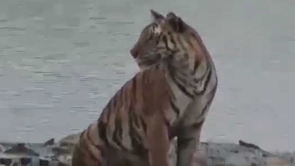 Tourists spotted a Royal Bengal Tiger at the forest of Sundarban dgtld