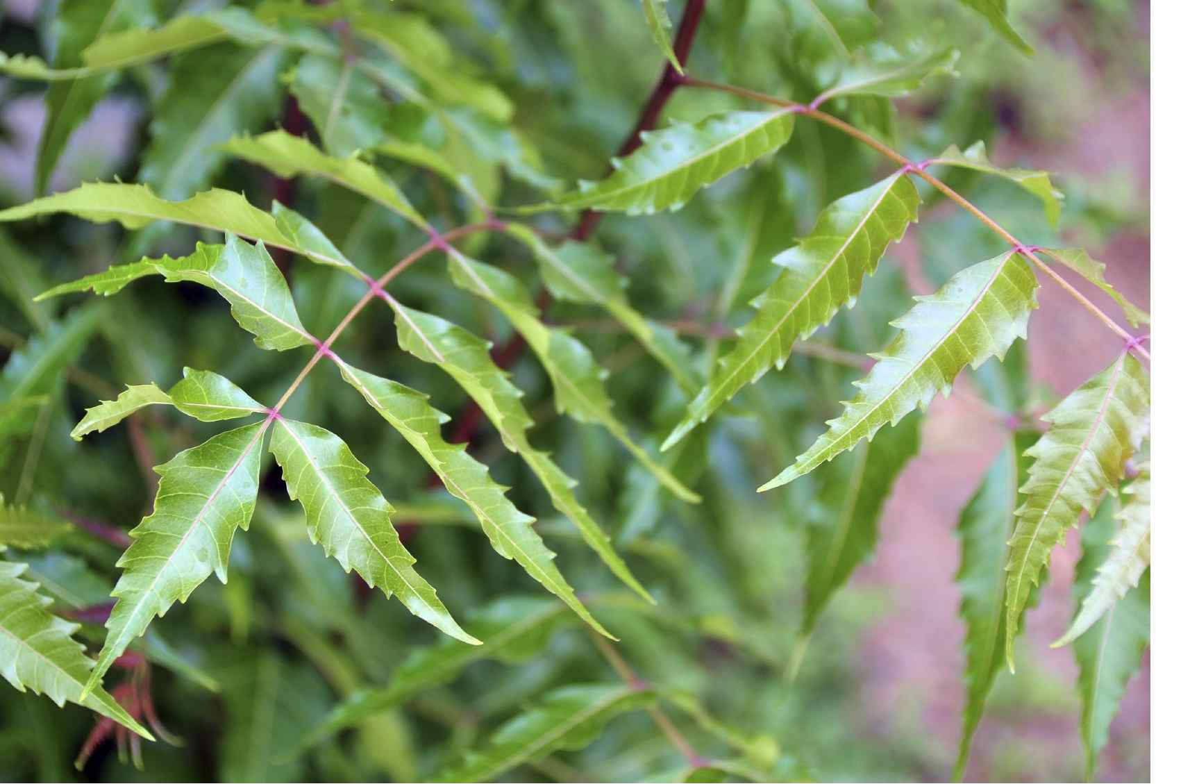 Five home remedies for heat rash