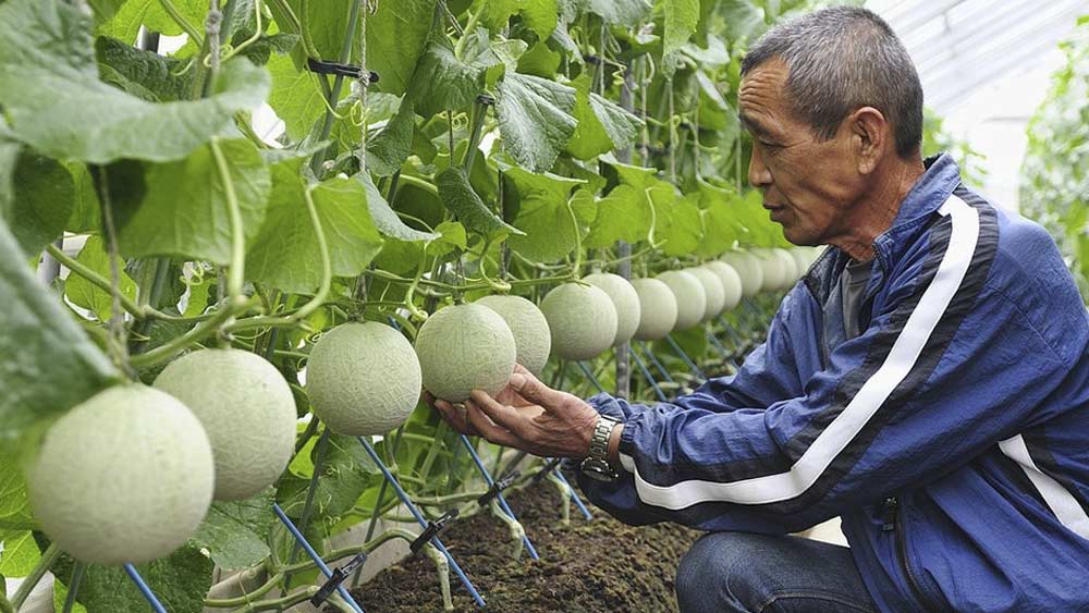 ৫। বেশ কয়েকটি প্রতিবেদনের দাবি অনুযায়ী এক কেজি ইউবারি মেলনের দাম ২০ লক্ষ টাকা।