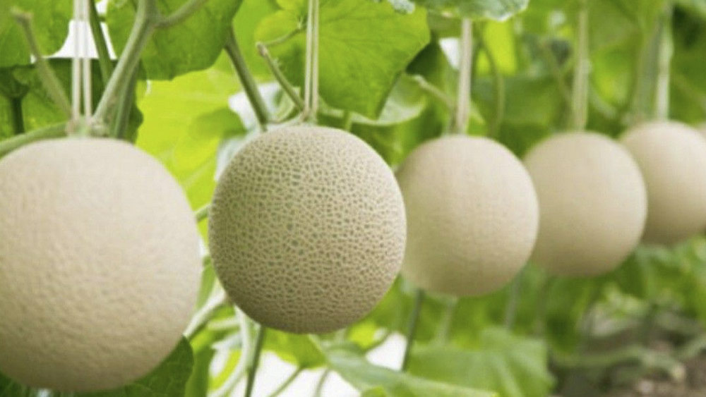 বিলাসবহুল খাবার এবং পানীয় যেমন বার্বন, শ্যাম্পেন বা কোবে বিফের মতো ইউবারি মেলন এক বিশেষ পরিবেশের মধ্যে ইউবারি অঞ্চলে চাষ করা হয়। 