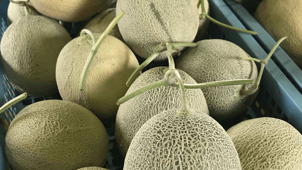 আগ্নেয়গিরি সৃষ্ট মাটি এবং অতিরিক্ত বর্ষণ এই ফল চাষের উপযুক্ত পরিবেশ।