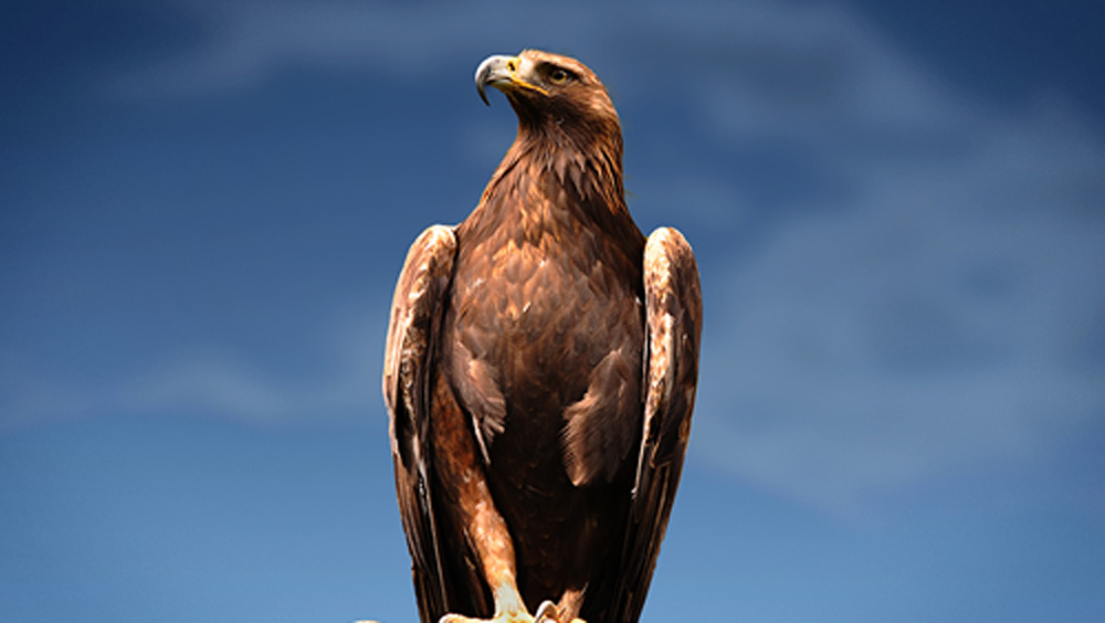 নেটমাধ্যমে বাজ দিয়ে পাখি শিকারের একটি ভিডিয়ো ছড়িয়ে পড়েছে। ভিডিয়োটি ছড়িয়ে পড়ার পর থেকেই পাখি শিকারের এই পদ্ধতির তুমুল সমালোচিতও হয়েছে। সম্প্রতি এ নিয়ে চর্চা হলেও বাজ পাখিকে এই ধরনের কাজে লাগানো আরব, আফগানিস্তান বা পাকিস্তানে আগেও হয়েছে।