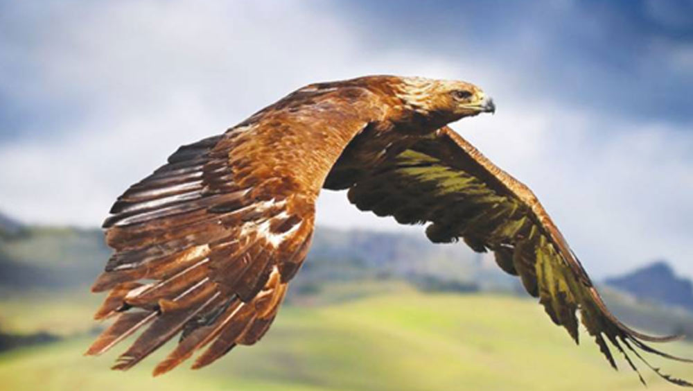 এই পাখিগুলি ধরে বিক্রি করে দেন শিকারিরা। ফসলের খেতে যেহেতু পাখিদের আনাগোনা বেশি থাকে, সে কারণেই পাখি ধরার জন্য ফসলের খেতকেই বেছে নেন তাঁরা। এমন চোরাশিকার রুখতে নাস্তানাবুদ পাকিস্তানের বনদফতর।