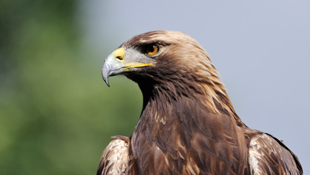 অনেকে মনে করতে পারেন, ফসল খেয়ে খেতের ক্ষতি করে পাখিগুলি। সে কারণেই সেগুলিকে বাজ দিয়ে ধরে নেন তাঁরা।