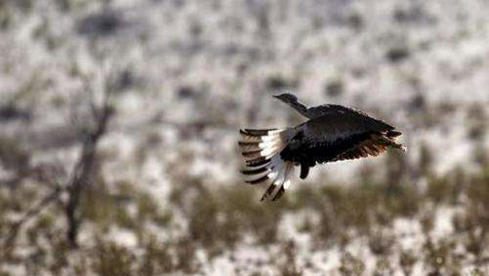 বাজপাখির প্রতিপালন আরবে খুব পরিচিত। সম্প্রতি আফগানিস্তান এবং পাকিস্তানেও তা ফুলে ফেঁপে উঠেছে। বাড়িতে বাজপাখিকে পোষ মানিয়ে তা দিয়েই এই সব দেশে পাখি শিকার করে থাকেন পাচারকারীরা।