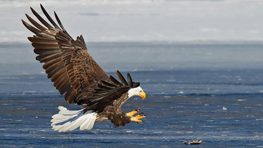 এর জন্য বাজপাখির ডিম কিনে সেটি বিশেষ পদ্ধতির মাধ্যমে বাড়িতেই ফুটিয়ে বাচ্চা বার করে থাকেন তাঁরা। তার পর সেটিকে বড় করে প্রশিক্ষণ দেন।