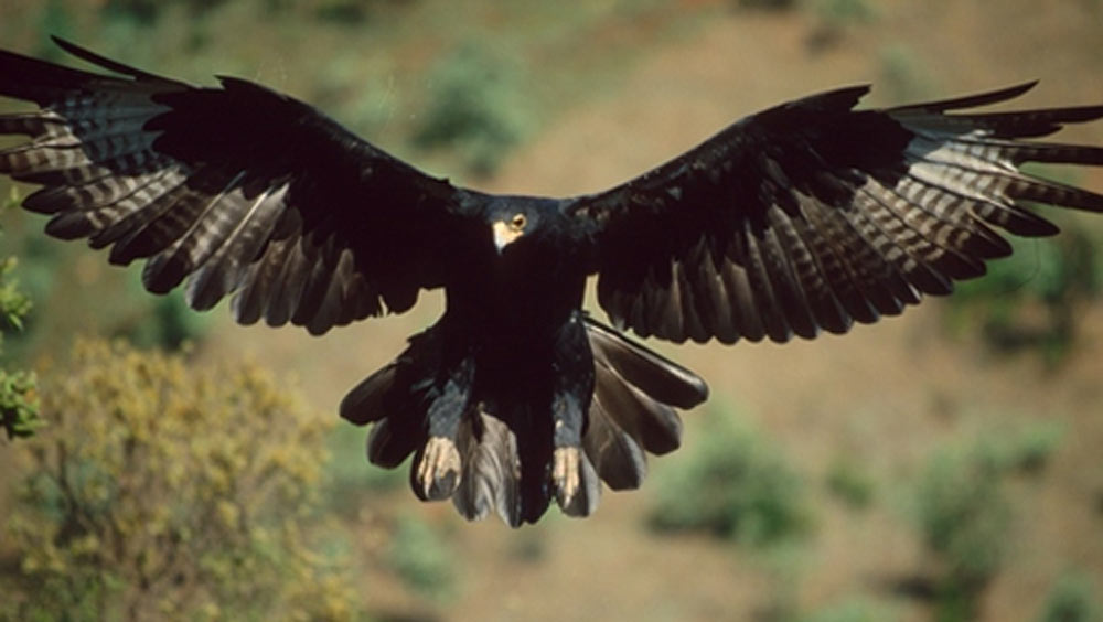 অনেকে আবার বাজার থেকে বড় বাজপাখিও কিনে আনেন বাড়িতে। বেশ কিছু দিন তার চোখ বেঁধে রেখে দেন। তারপর ধীরে ধীরে তাকেও প্রশিক্ষিত করে তোলেন।