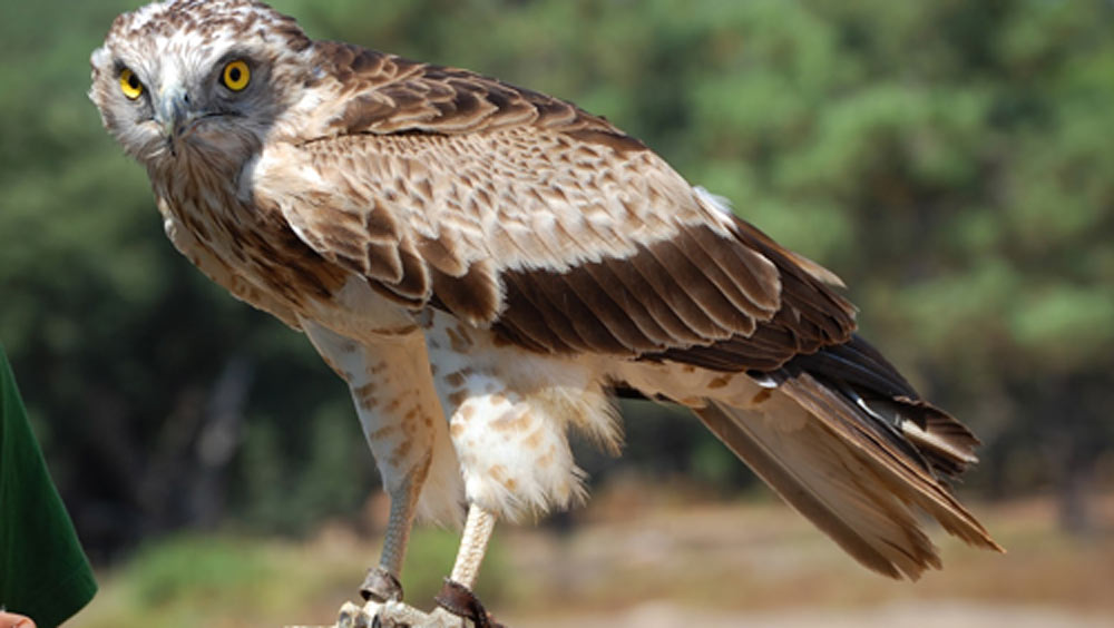 এই সমস্ত প্রশিক্ষণপ্রাপ্ত বাজপাখিদের শিকারিরা মূলত কোনও ফসলের খেতে নিয়ে যান। কারণ ফসলের খেতে নানা ধরনের পাখির আনাগোনা লেগেই থাকে।
