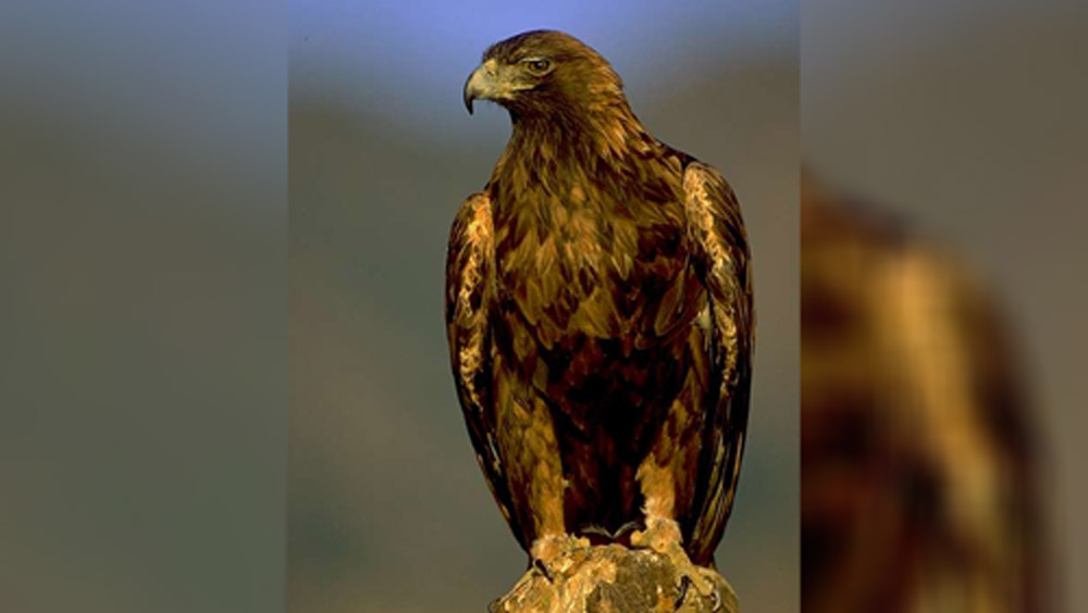 পাচারকারীরা যে পাখিটিকে ধরতে চান, তার কিছুটা কাছে গিয়েই বাজপাখিটিকে উড়িয়ে দেন। প্রশিক্ষিত বাজও শিকারির ইশারা বুঝে ওই পাখিটিকে ধাওয়া করে ধরে নেয়। কিন্তু কোনওভাবেই পাখিটির গায়ে তেমন আঘাত লাগতে দেয় না বাজ।