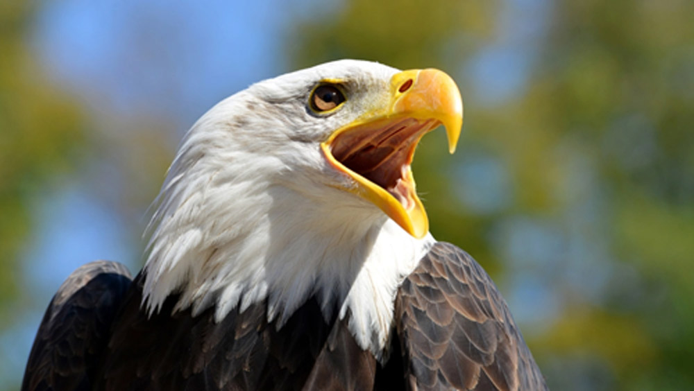 এর পর শিকারি বাজের নাগাল থেকে পাখিটিকে ছাড়িয়ে খাঁচায় বন্দি করেন পাচারকারীরা। এই পাখিগুলির কেন শিকার করা হয়?