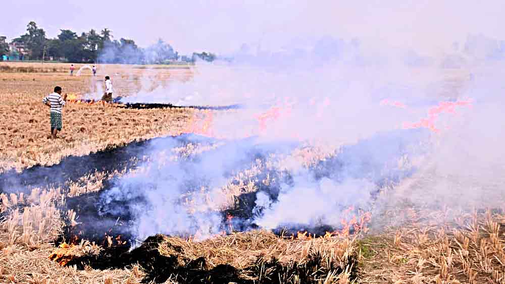 নভেম্বর মাসের মাঝামাঝি প্রতি বছরই দুই জেলায় নাড়া পোড়ানোর কালো ধোঁয়ার চেনা ছবি এটাই। 