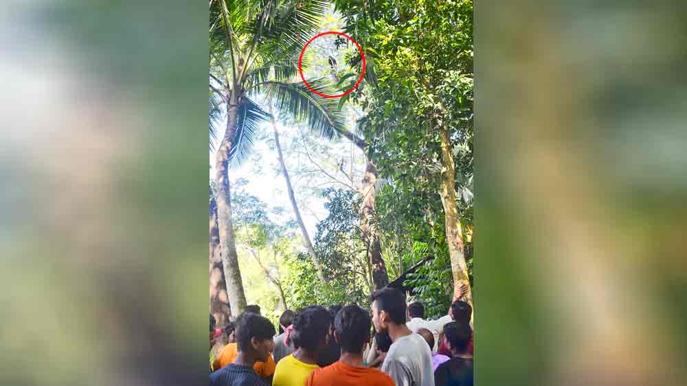 guy climbed up Siriish tree to watch over far in Bagda
