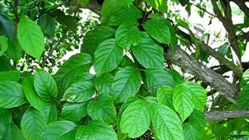 তবে বিশেষজ্ঞদের মতে, এই পাতার অনেক ঔষধি গুণও রয়েছে। খাদ্যনালী জীবাণুমুক্ত রাখতে এবং শরীরের কোনও ক্ষত নিরাময়েও কাজ করে ওই আঙুর পাতা। 