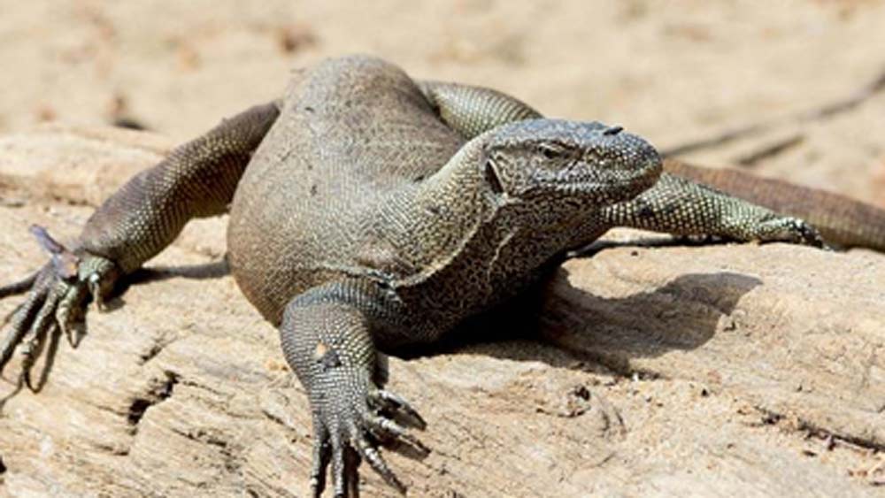 এক ধরনের বন্য টিকটিকি শ্রেণির প্রাণী রয়েছে, যারা আবার সাপের বিষকে নিষ্ক্রিয় করার জন্য এক বিশেষ গাছের মূল খেয়ে থাকে। জাগুয়ারও তেমনই কোনও এক কারণে গাছের পাতা খেয়ে নেশা করে, মত বিশেষজ্ঞদের। তবে এতে তাদের শরীরের ঠিক কোন সমস্যা দূর হয় তা এখনও নিশ্চিত ভাবে জানা যায়নি।