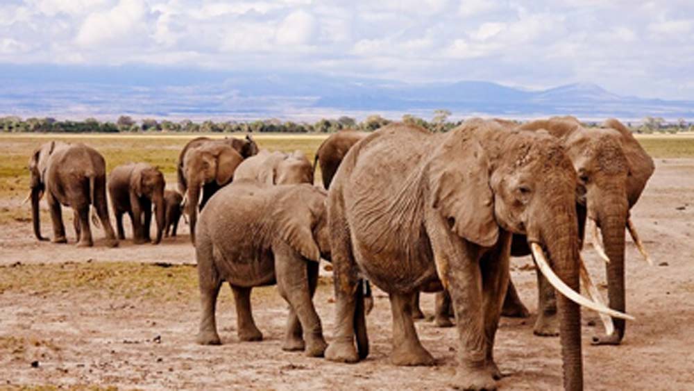সে রকমই কেনিয়ার অন্তঃসত্ত্বা হাতিদের আবার একটি নির্দিষ্ট গাছের পাতা খেতে দেখা যায়। ওই গাছের পাতা তাদের প্রসব তরান্বিত করে।