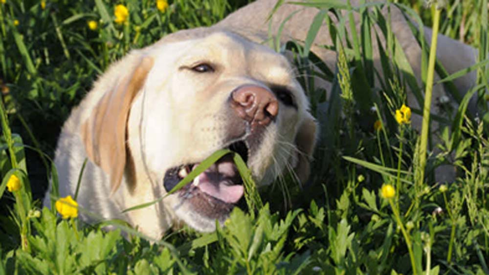 কুকুর, বিড়ালকে অনেক সময় ঘাস চিবিয়ে খেতে দেখা যায়। কুকুর এবং বিড়াল কেন ঘাস চিবিয়ে খায়? বিশেষজ্ঞদের মতে, হজমের কোনও সমস্যা হলে অনেক সময়ই তারা বমি করতে চায়। তখনই ঘাস খেতে দেখা যায় তাদের।
