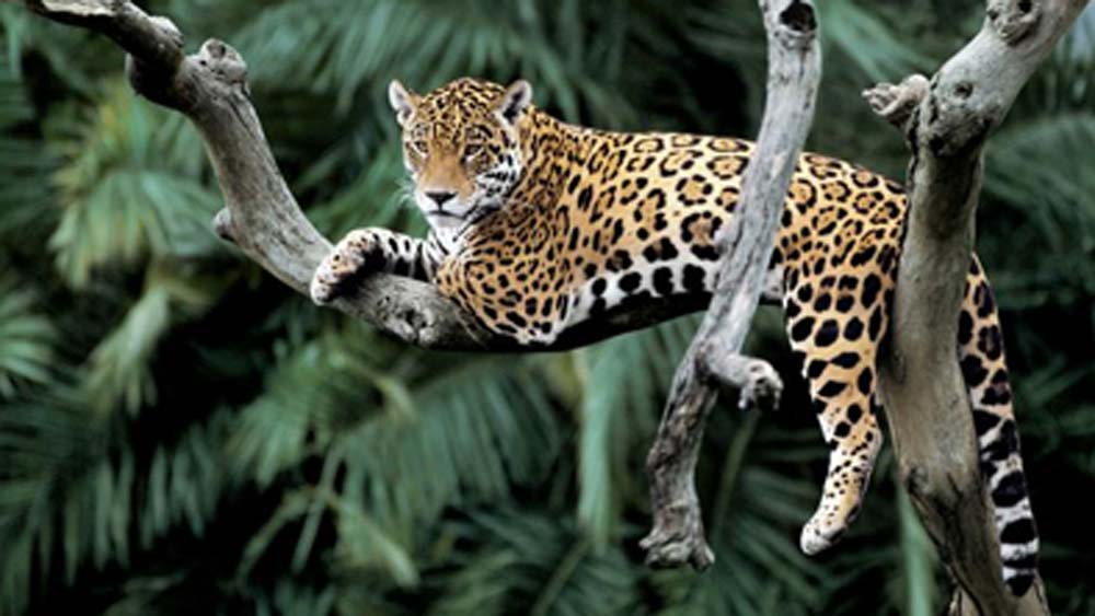 জাগুয়ার কেন এই পাতা চিবিয়ে খায়? জাগুয়ারের মতো অনেক মাংসাশী প্রাণী, যারা আমাদের আশেপাশে থাকে, তাদের মধ্যেও কিন্তু এ রকম আচরণ দেখা যায়।