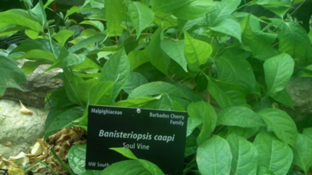 বিজ্ঞানীরা বলে থাকেন, এই গাছের একটি ‘সাইকোঅ্যাকটিভ’ প্রভাব রয়েছে। এর মধ্যে হার্মাইন, হার্মালাইন এবং টেট্রাহাইড্রোহার্মাইন রয়েছে। এই উপাদানগুলিই শরীরে এমন প্রভাব বিস্তার করে।