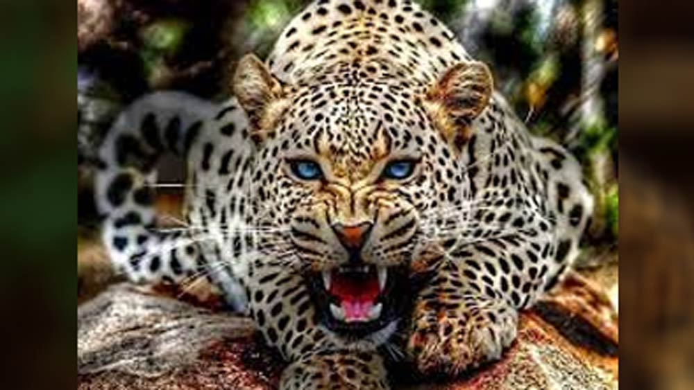 বিভিন্ন উৎসবে এই পাতার সঙ্গে আরও কিছু উপাদান মিশিয়ে নেশা করে থাকেন তাঁরা।