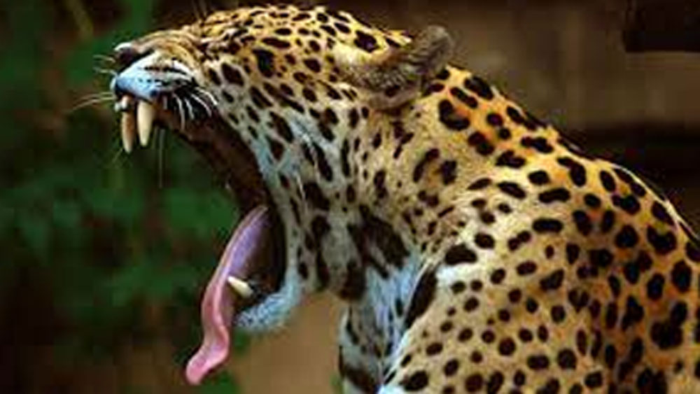 আঙুর প্রজাতির ওই গাছটির বিজ্ঞানসম্মত নাম ‘বানিস্টেরিওপসিস ক্যাপি’। শুধুমাত্র জাগুয়ারই এই গাছের পাতা খেয়ে নেশার আনন্দ উপভোগ করে না, পেরুর আদিবাসীদের মধ্যেও এই গাছের পাতা খুব জনপ্রিয়।