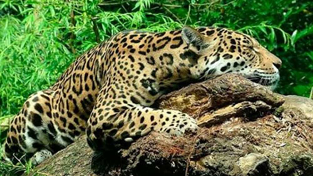 সংবাদমাধ্যম বিবিসি-র একটি ভিডিয়োয় এমনটি দেখা গিয়েছে। জাগুয়ারটি একটি আঙুর প্রজাতির একটি গাছের পাতা চিবিয়ে খেয়ে নেশা করছিল।