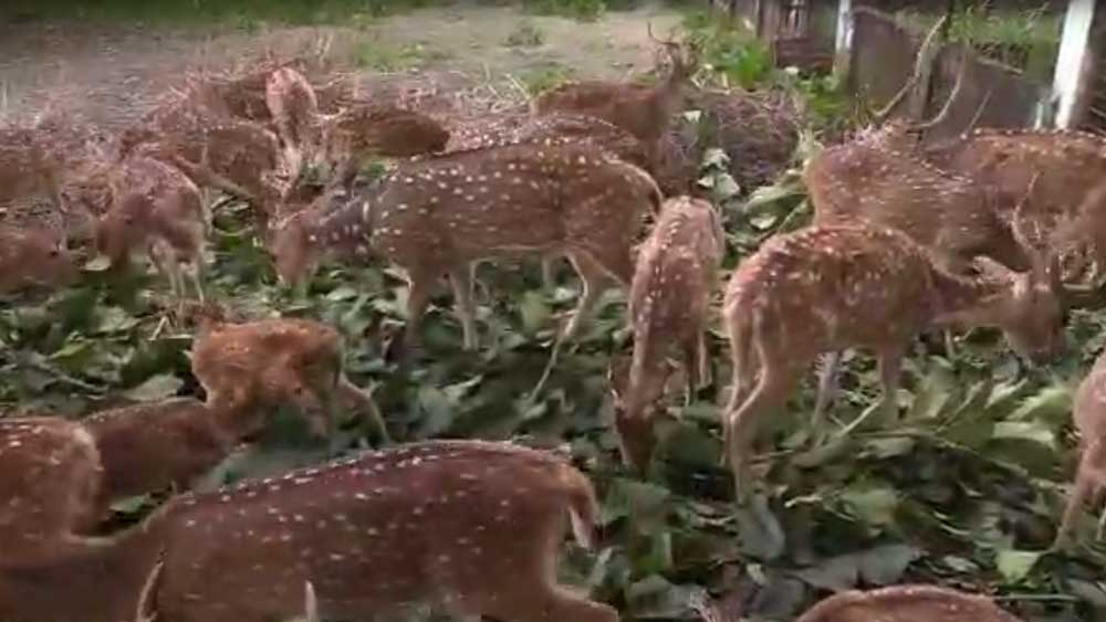 Deer Park of Harischandrapur of Malda, a new tourist destination dgtld