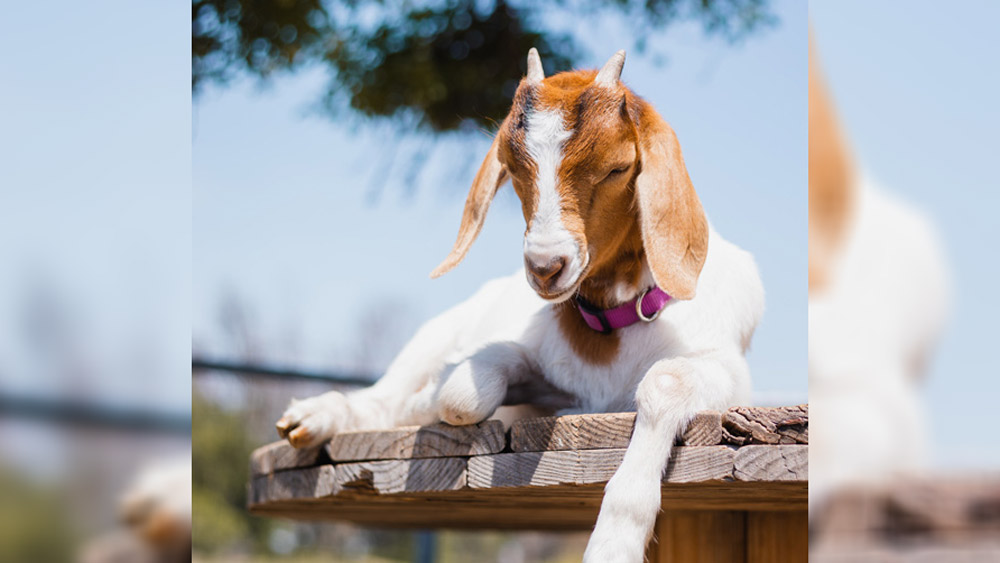 এর পর তিনি বিভিন্ন প্রাণীর শরীর নিয়ে পড়াশোনা শুরু করেন। তখনই নাকি তিনি জেনেছিলেন সবচেয়ে স্বাস্থ্যকর প্রাণী ছাগল। ১৯১৭ সালে কানসাসে নিজের ১৬ ঘরের একটি ক্লিনিক খুলে ফেলেন তিনি। স্থানীয়দের সবরকম রোগেরই চিকিৎসা করতেন এই ক্লিনিকে। কিন্তু পরবর্তীকালে একজন সার্জেন হিসাবে তিনি নাম এবং অর্থ উপার্জন করেছিলেন।