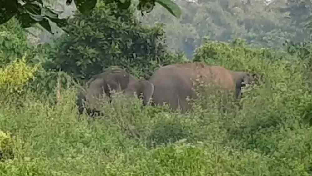 জলপাইগুড়ি শহরের  কোভিড হাসপাতালের  কাছে দুই দলছুট হাতি, ১৪৪ ধারা জারি শহরে