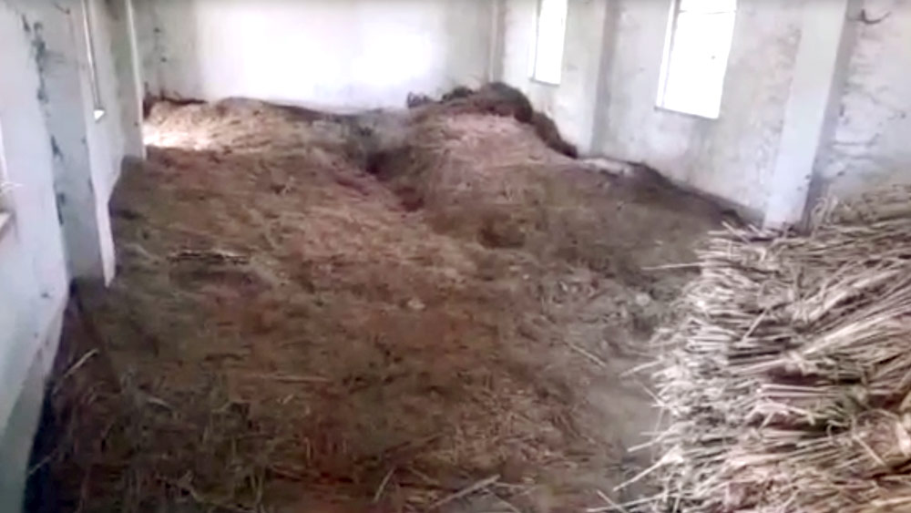 পার্টি অফিসের ভিতরে গোবরের স্তূপ।