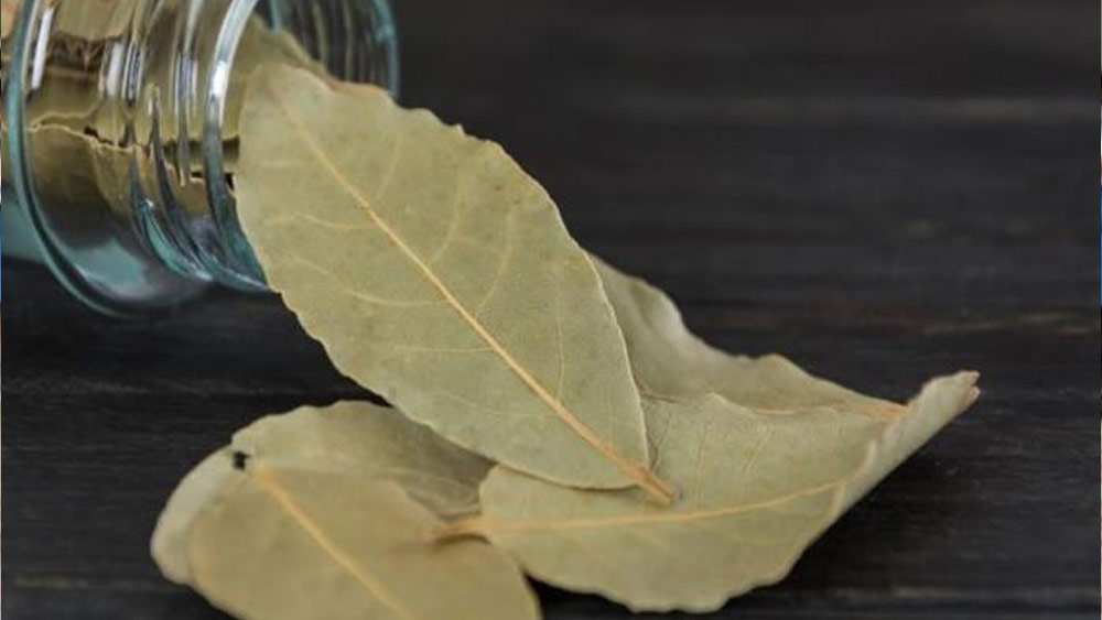 Bay leaf Bay Leaf Home remedy to get rid of dandruff dgtl Anandabazar