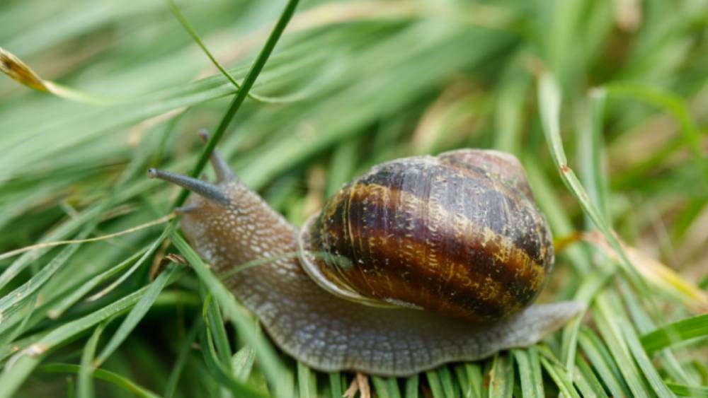 জার্মানি: শামুকের সিরাপ। এক সময়ে জার্মানির মানুষ জ্বর সারাতে  এমন সিরাপ বানিয়ে খেতেন। এখন যদিও এমন কোনও সিরাপ তৈরি করা হয় না।