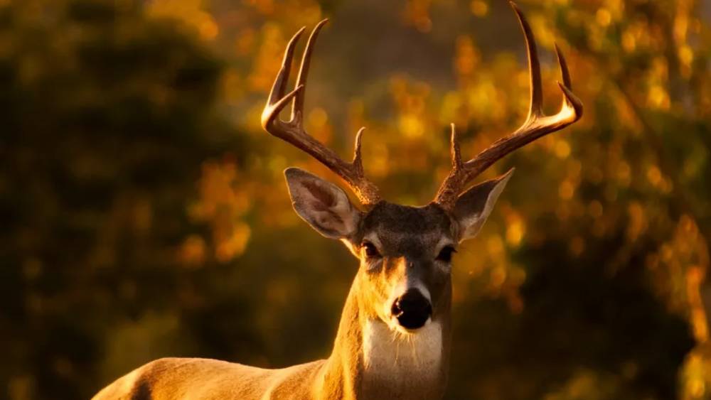 চিন: নানা সমস্যার জন্য বেশ কিছু আজব ঘরোয়া পদ্ধতির প্রচলন আছে চিনে। জ্বর কমানোর জন্যও আছে তেমনই একটি পানীয়। এর মধ্যে থাকে  হরিণের শিংয়ের আঁশ।