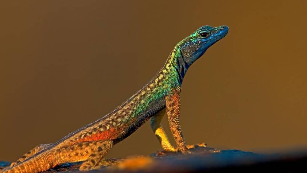হংকং: এমন অদ্ভুত ঘরোয়া উপায়ে জ্বর সারানো খুব কম দেশেই হয়। গিরগিটির ঝোল। জ্বর হলে শুকনো গিরগিটি দিয়ে ঝোল বানিয়ে খাওয়ার রেওয়াজ আছে হংকংয়ের বহু মানুষের মধ্যে।