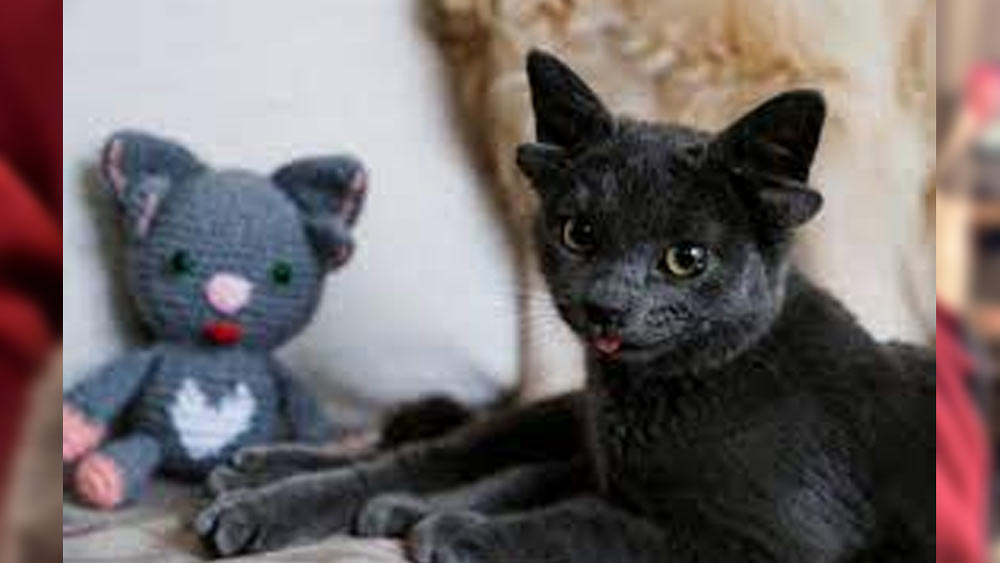 মিডাসের ছবি আপলোড করার সঙ্গে সঙ্গেই তাতে লাইক এবং ভালবাসার বন্যা বয়ে যায়। মিডাসের জন্য শুভেচ্ছার ঢল নেমে আসে। চারটি কান নিয়ে জন্মে তারকা হয়ে গিয়েছে মিডাস।