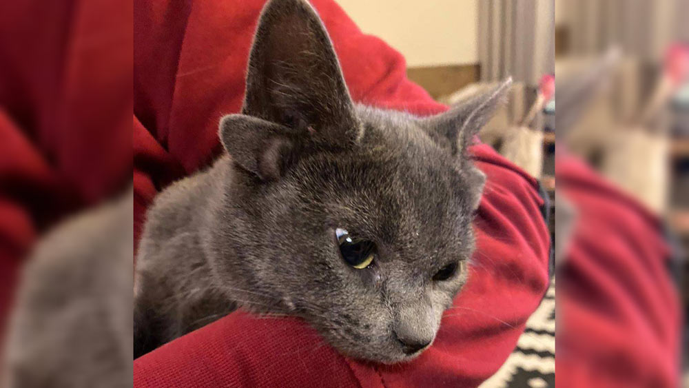 মিডাসের নিজস্ব ইনস্টাগ্রাম অ্যাকাউন্ট রয়েছে। তার প্রতি মুহূর্তের কাজকর্ম সেখানে আপলোড হয়।