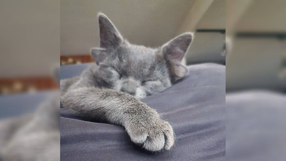 মিডাসের শারীরিক পরীক্ষা করার পর বিশেষজ্ঞেরা জানিয়েছেন, অনেকের ধারণা মিডাস বুঝি অন্যদের তুলনায় বেশি শুনতে পায়। কিন্তু কান পরীক্ষা করে দেখা গিয়েছে বাইরে থেকে দেখে চারটি কানযুক্ত বিড়াল মনে হলেও প্রকৃতপক্ষে তা দুটি কানেরই কাজ করে। কারণ মিডাসের কানের পাতাগুলি ভিতরে শ্রবণযন্ত্রের সঙ্গেই যুক্ত।