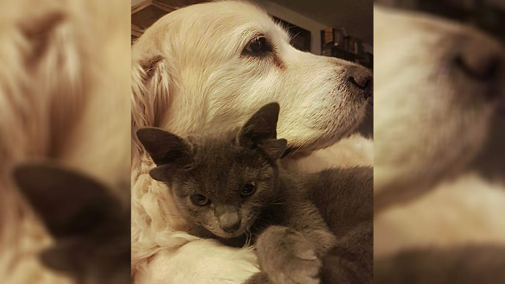 মিডাসের এই রূপ তার স্বাস্থ্যে কোনও ভাবেই কুপ্রভাব ফেলে না বলে জানিয়েছেন প্রাণী বিশেষজ্ঞেরা। শুনতেও ঠিকঠাক পায় সে। তাঁদের মতে, এটি এক ধরনের জিনগত ত্রুটি।