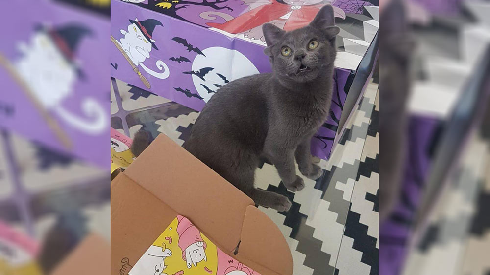 মিডাসকে স্বাগত জানাতে আগে থেকেই তাঁদের বাড়িতে দু’টো কুকুর রয়েছে। মিডাসের সঙ্গে তাদের কিন্তু বেশ ভাব।