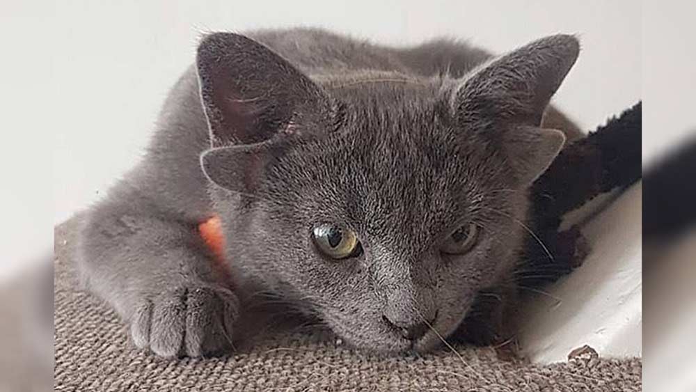 দু’জোড়া কান এবং ত্রুটিপূর্ণ চোয়াল নিয়ে জন্মেছিল মিডাস। অদ্ভুত দেখতে। কিন্তু তা বলে তার জীবনে এই ত্রুটির কোনও নেতিবাচক প্রভাব নেই। উল্টে এই ত্রুটিই ব্যাপক জনপ্রিয়তা এনে দিয়েছে তাকে।