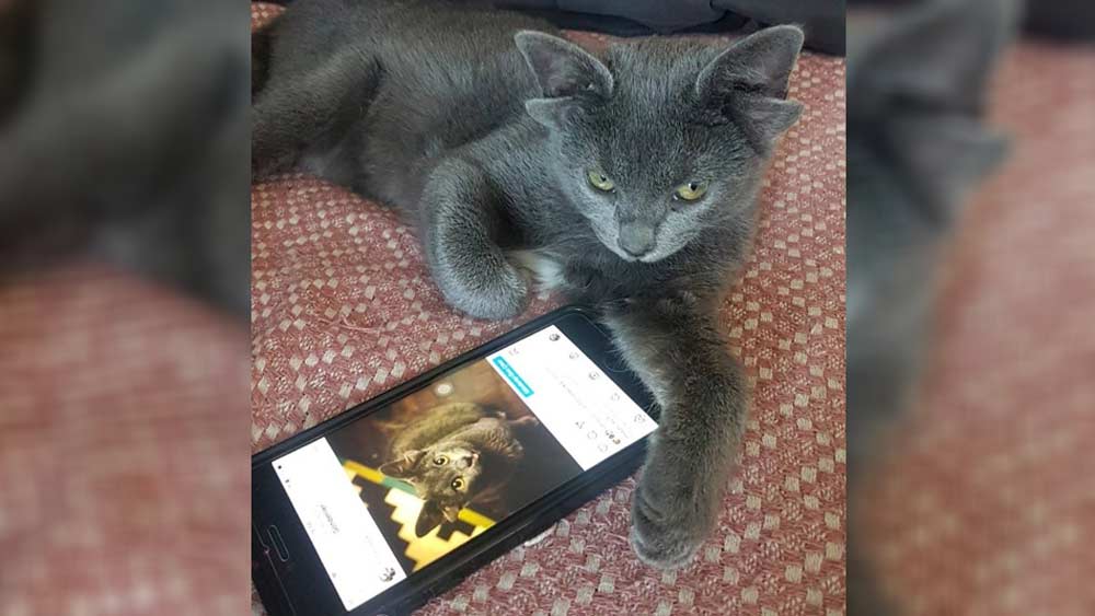 মাত্র চার মাসের এই বিড়ালের অনুগামীর সংখ্যা বিরাট। নেটমাধ্যমে অন্তত ৭৩ হাজার অনুগামী তার। চার মাস বয়সি এই বিড়ালছানা ইতিমধ্যেই ইন্টারনেটে সাড়া ফেলে দিয়েছে।