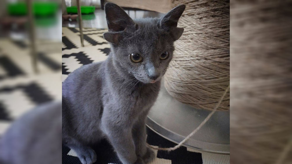 আঙ্কারারই একটি পরিবার এই অদ্ভুতদর্শন বিড়ালটিকে দত্তক নিয়ে নেয়। সাধ করে তার নাম রাখে মিডাস। প্রথম দেখাতেই নাকি মিডাসকে ভাল লেগে গিয়েছিল তাদের।